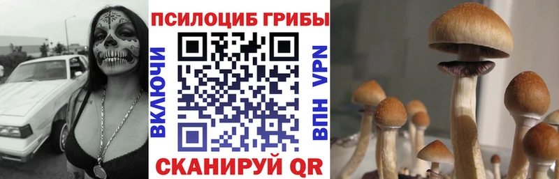 Галлюциногенные грибы Psilocybine cubensis  где купить наркоту  Светогорск 